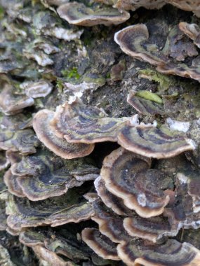 Türk kuyruğu mantarının kapatılması bir günlük üzerindeki versicolor