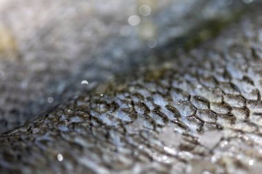 Makro, çiğ balık derisini pişirmeye hazır bir ölçekle kapat.