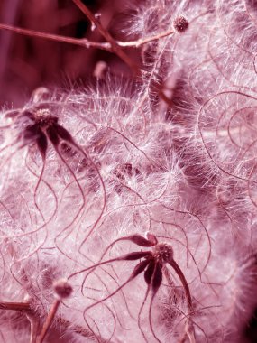 Clematis Vitalba 'nın sakal çiçeğinin pamuk tohumlarının soyut arkaplanı