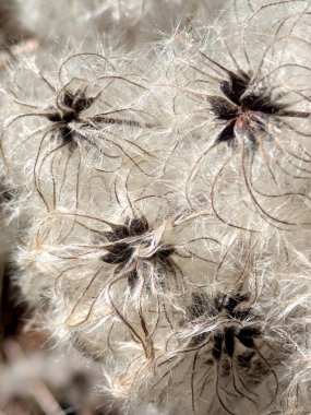 Clematis Vitalba 'nın sakal çiçeğinin pamuk tohumlarının soyut arkaplanı