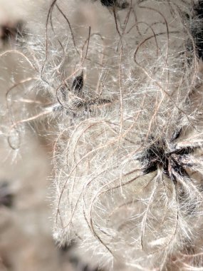 Clematis Vitalba 'nın sakal çiçeğinin pamuk tohumlarının soyut arkaplanı