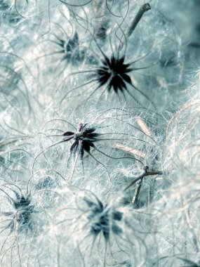 Clematis Vitalba 'nın sakal çiçeğinin pamuk tohumlarının soyut arkaplanı