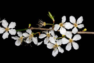 Güzel beyaz kiraz çiçekleri. Küçük çiçekler. Siyah arka planda taç yaprakları.
