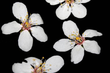 Güzel beyaz kiraz çiçekleri. Küçük çiçekler. Siyah arka planda taç yaprakları.