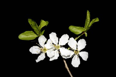 Güzel beyaz kiraz çiçekleri. Küçük çiçekler. Siyah arka planda taç yaprakları.