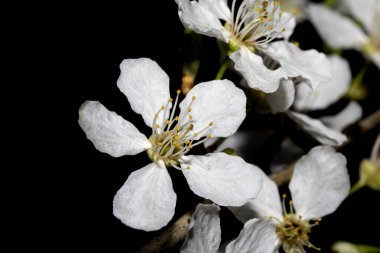 Güzel beyaz kiraz çiçekleri. Küçük çiçekler. Siyah arka planda taç yaprakları.