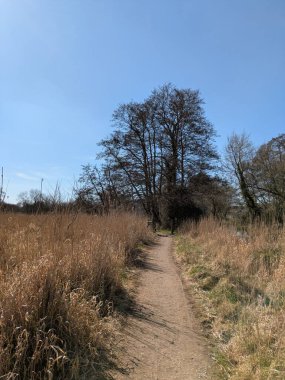 Güneşli, mavi bir gökyüzünde İngiltere 'nin bozkırlarında doğa yolunda bir kır yürüyüşü.