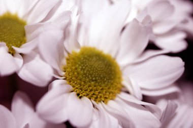 Çiçekleri pembe yaprak ve tomurcuklarla kaplayın.