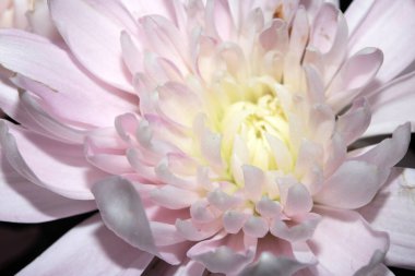 Çiçekleri pembe yaprak ve tomurcuklarla kaplayın.