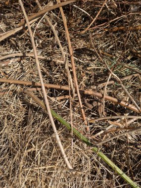 Kurumuş çimen çalıları ve kurumuş dallar şenlik ateşine hazır.