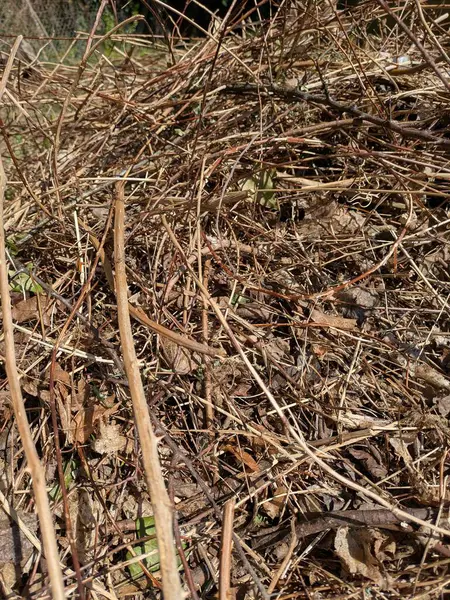 Kurumuş çimen çalıları ve kurumuş dallar şenlik ateşine hazır.