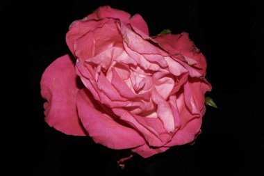 Çiçekleri pembe yaprak ve tomurcuklarla kaplayın.