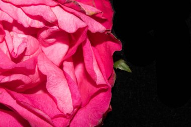 Çiçekleri pembe yaprak ve tomurcuklarla kaplayın.