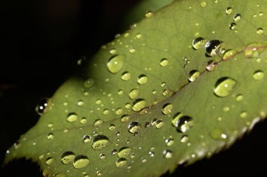 Yağmur suyu damlalı gül yaprağı taze çiğ damlaları