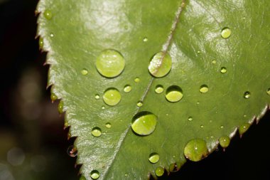 Yağmur suyu damlalı gül yaprağı taze çiğ damlaları