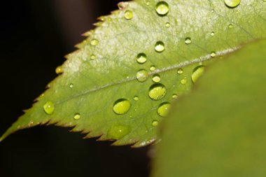 Yağmur suyu damlalı gül yaprağı taze çiğ damlaları
