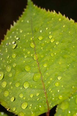 Yağmur suyu damlalı gül yaprağı taze çiğ damlaları