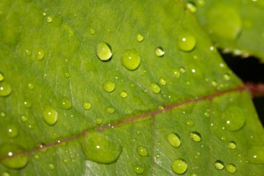 Yağmur suyu damlalı gül yaprağı taze çiğ damlaları