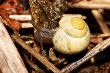 Yağmurdan sonra nemli zeminde salyangozları kapatın.