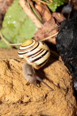 Yağmurdan sonra nemli zeminde salyangozları kapatın.