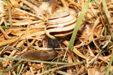 Yağmurdan sonra nemli zeminde salyangozları kapatın.