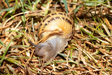 Yağmurdan sonra nemli zeminde salyangozları kapatın.