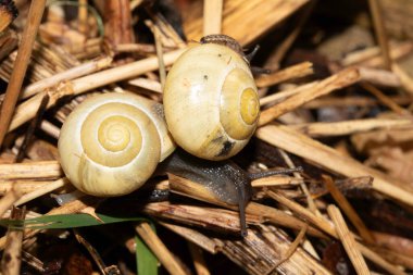 Yağmurdan sonra nemli zeminde salyangozları kapatın.