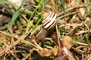 Yağmurdan sonra nemli zeminde salyangozları kapatın.