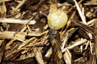 Yağmurdan sonra nemli zeminde salyangozları kapatın.