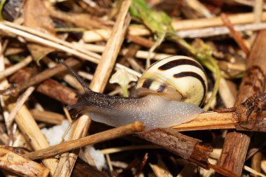 Yağmurdan sonra nemli zeminde salyangozları kapatın.