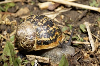 Yağmurdan sonra nemli zeminde salyangozları kapatın.