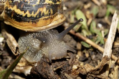 Yağmurdan sonra nemli zeminde salyangozları kapatın.
