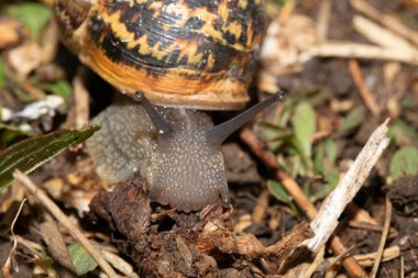 Yağmurdan sonra nemli zeminde salyangozları kapatın.