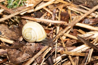 Yağmurdan sonra nemli zeminde salyangozları kapatın.