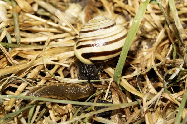 Yağmurdan sonra nemli zeminde salyangozları kapatın.
