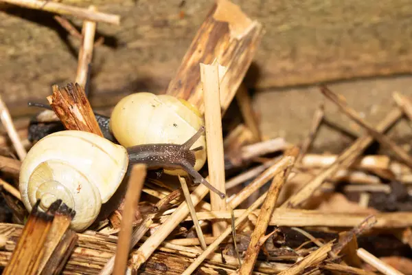 Yağmurdan sonra nemli zeminde salyangozları kapatın.