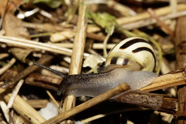 Yağmurdan sonra nemli zeminde salyangozları kapatın.