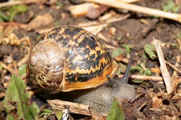 Yağmurdan sonra nemli zeminde salyangozları kapatın.