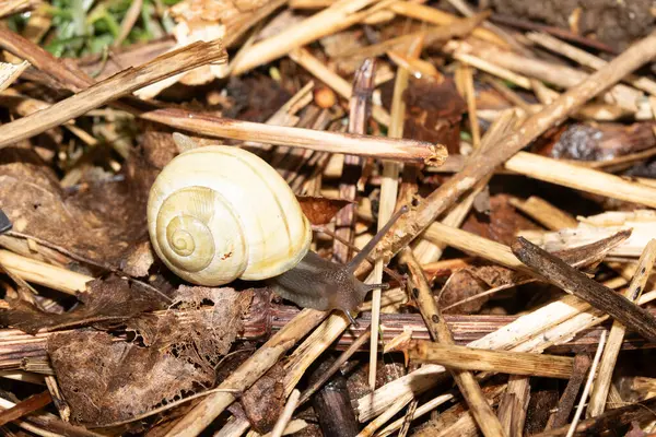 Yağmurdan sonra nemli zeminde salyangozları kapatın.