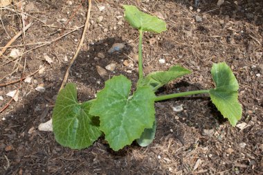 Kabak bitkisi yaprakları baharda büyüyor.