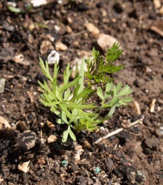 Bahçedeki sebze tarlasında yetişen havuç yapraklarına yakın.