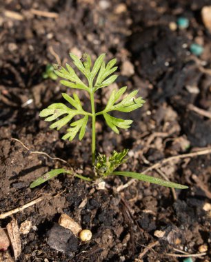 Bahçedeki sebze tarlasında yetişen havuç yapraklarına yakın.