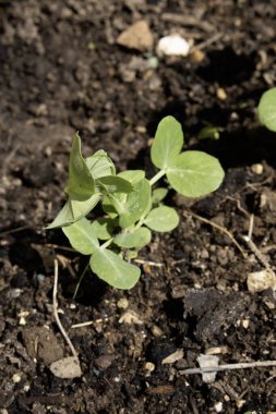 Mange Tout Sugar Bezelye Tohumu Seedling sebze tarlasında yetişen bebek bitkisi