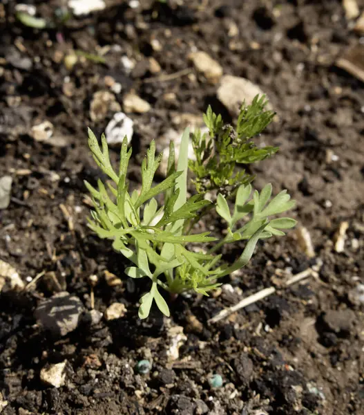Bahçedeki sebze tarlasında yetişen havuç yapraklarına yakın.