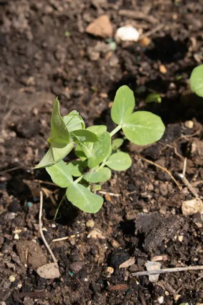 Mange Tout Sugar Bezelye Tohumu Seedling sebze tarlasında yetişen bebek bitkisi