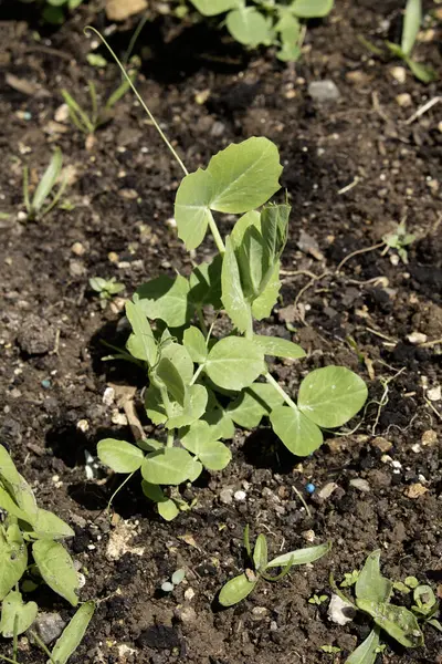 Mange Tout Sugar Bezelye Tohumu Seedling sebze tarlasında yetişen bebek bitkisi