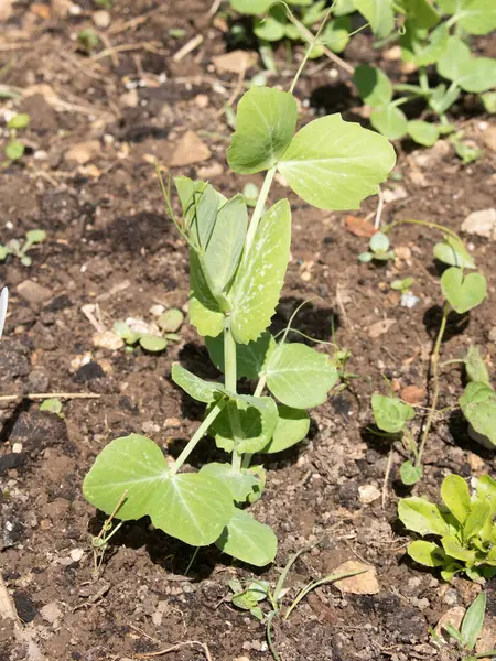 Mange Tout Sugar Bezelye Tohumu Seedling sebze tarlasında yetişen bebek bitkisi