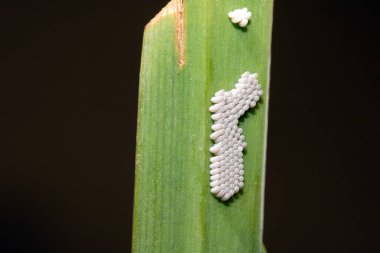 Su birikintisinde gizemli böcek yumurtaları