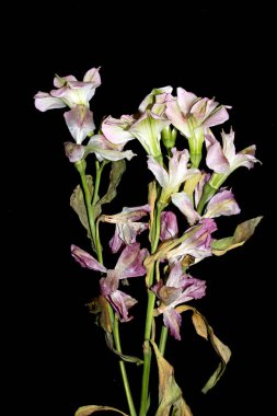 Siyah Arkaplanda Kurumuş Çiçek Yaprakları