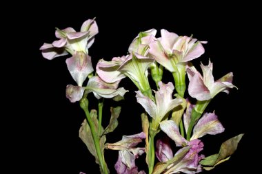 Siyah Arkaplanda Kurumuş Çiçek Yaprakları